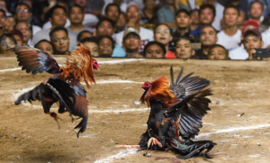 Read more about the article Đá Gà Philippines – Trải Nghiệm Trận Đấu Đầy Kịch Tính Tại kubet 🎖 ku casino đăng ký kubet đăng nhập ku 24/7